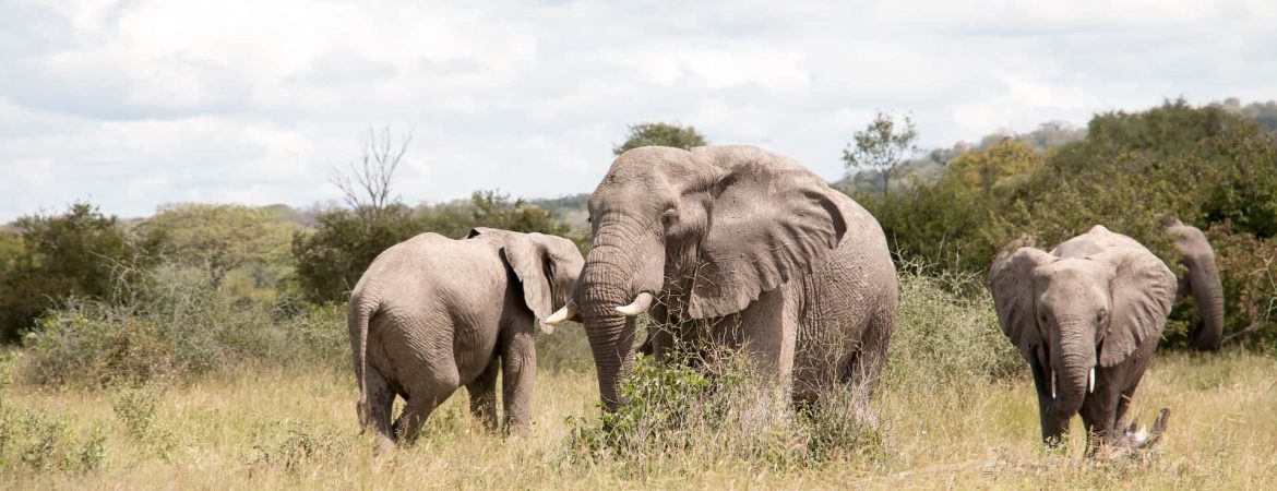 Elephant in Selous